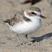 Snowy Plover